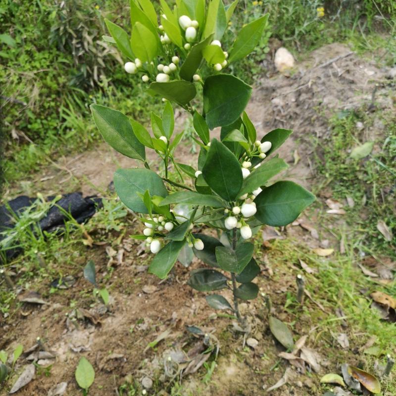 赣南脐橙苗，优质纽荷尔脐橙风味佳、果型好，一年生嫁接苗