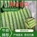 【推荐】河南密刺黄瓜大量有货一手货源欢迎来电咨询
