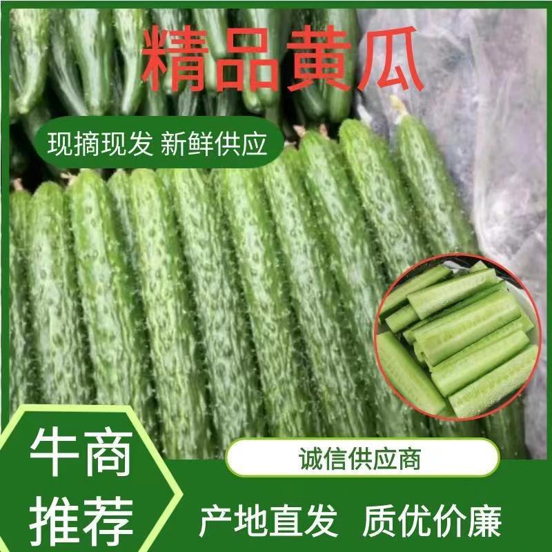 【推荐】河南密刺黄瓜大量有货一手货源欢迎来电咨询