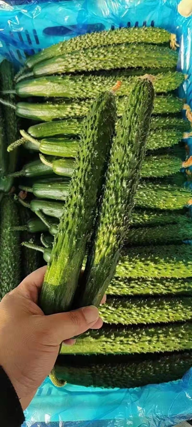 【推荐】河南密刺黄瓜大量有货一手货源欢迎来电咨询