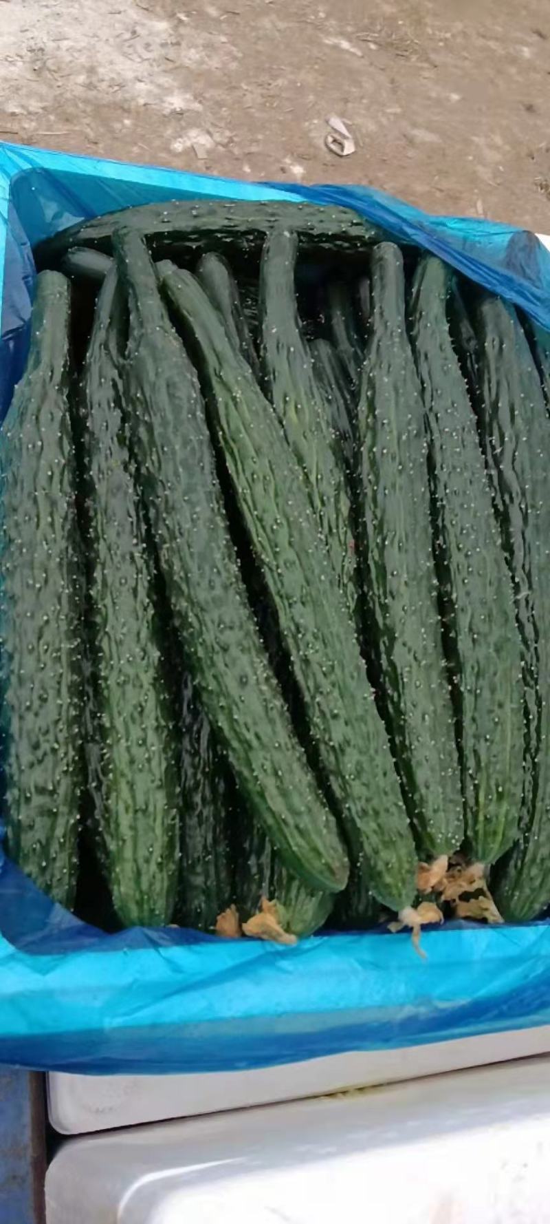 【推荐】河南密刺黄瓜大量有货一手货源欢迎来电咨询