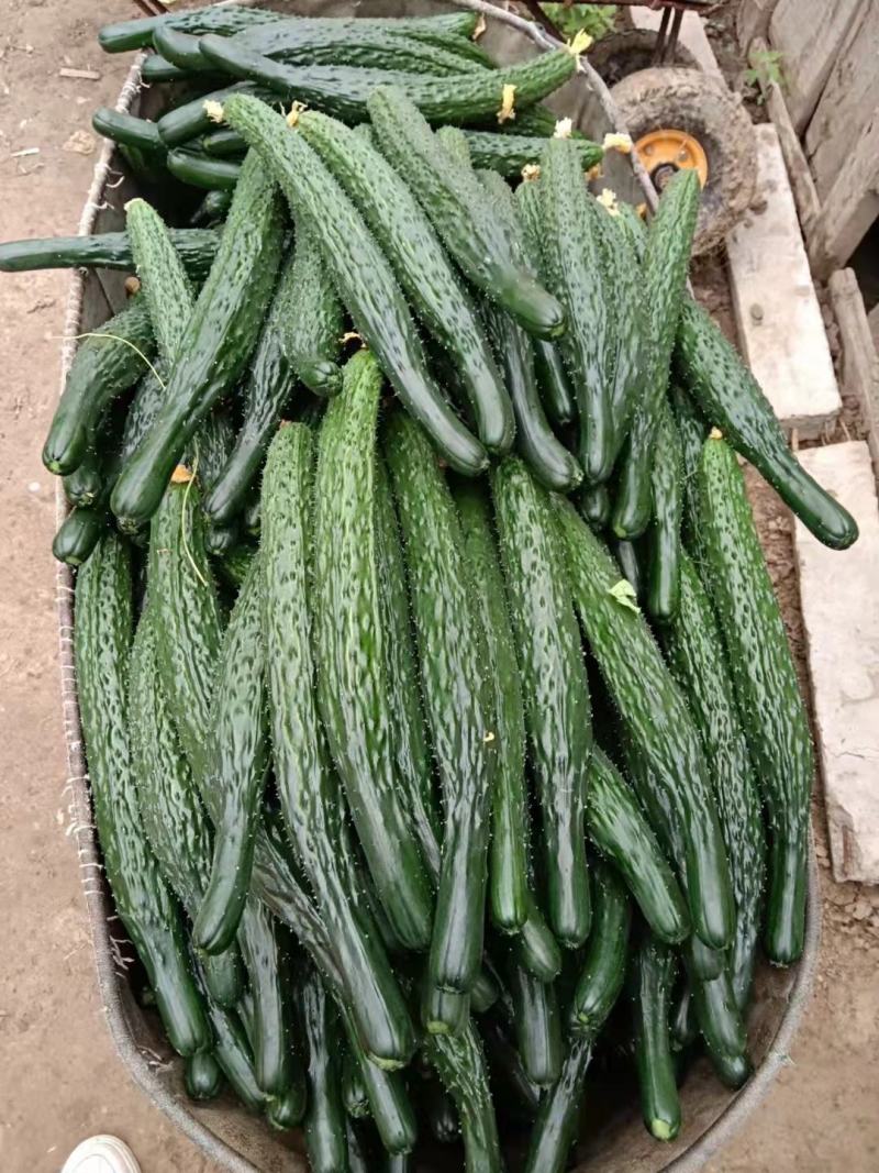 【推荐】河南密刺黄瓜大量有货一手货源欢迎来电咨询