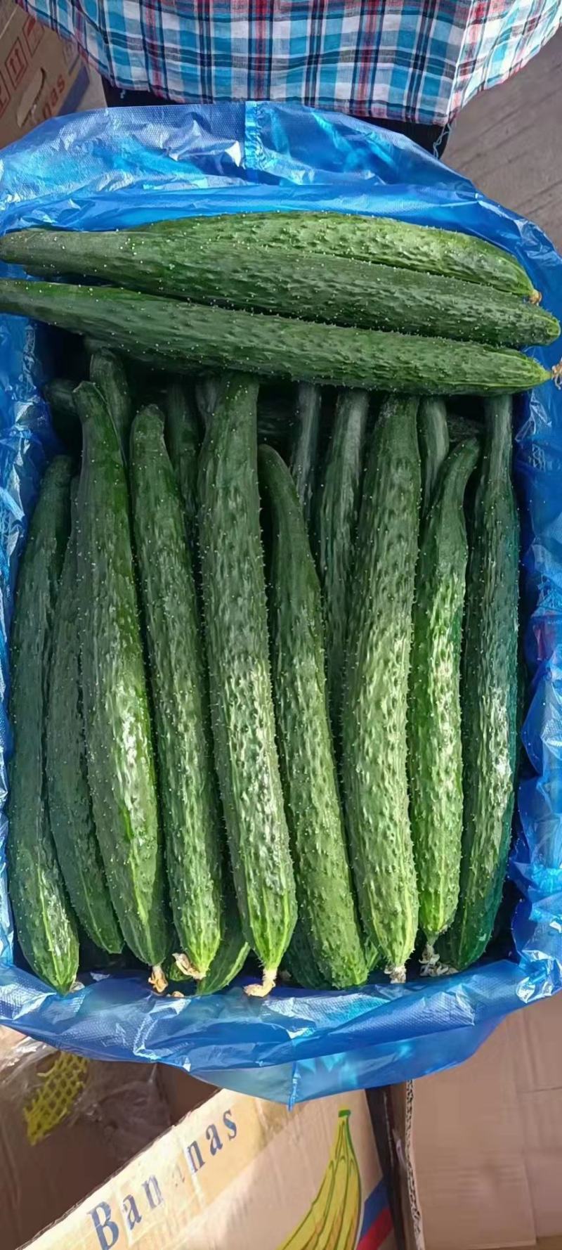 【推荐】河南密刺黄瓜大量有货一手货源欢迎来电咨询