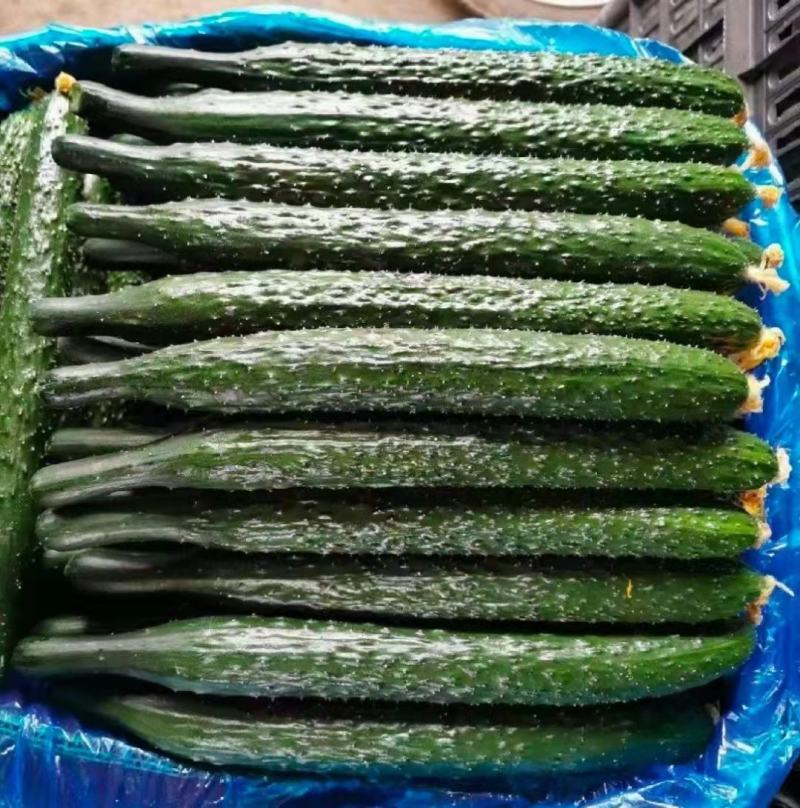 【推荐】河南密刺黄瓜大量有货一手货源欢迎来电咨询