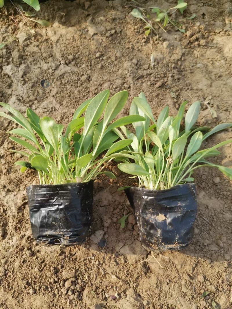 大花金鸡菊营养杯苗成活率高花农直销欢迎实地考察
