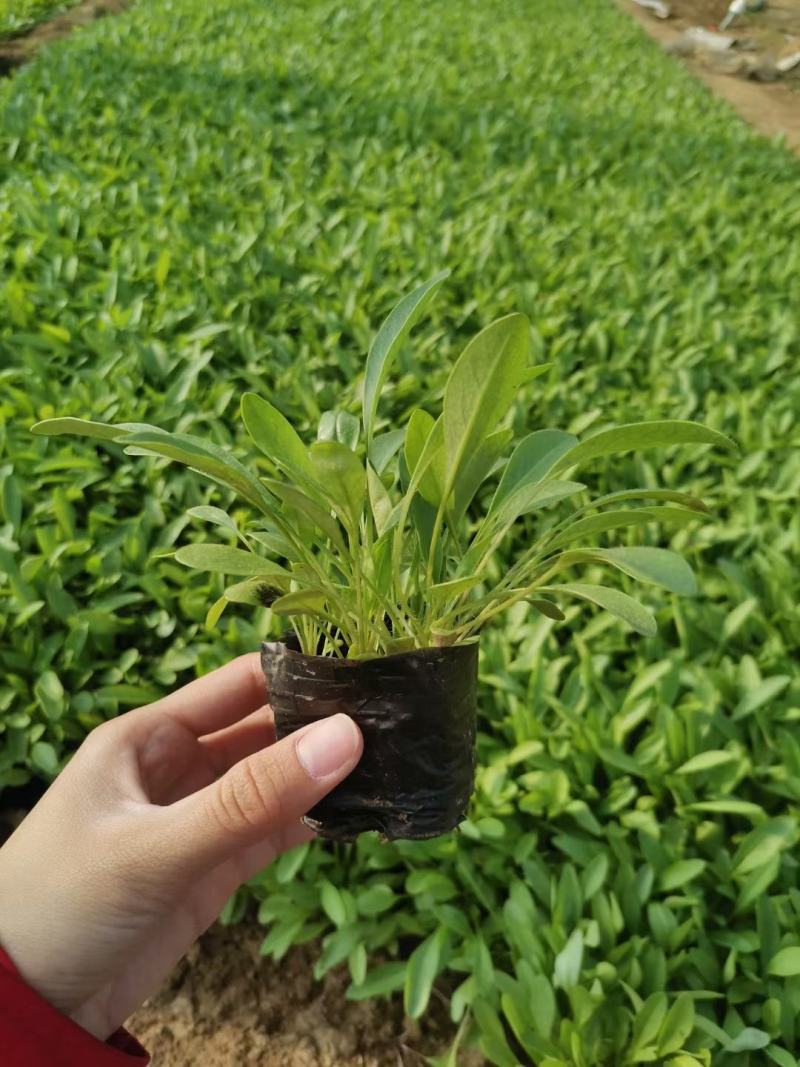大花金鸡菊营养杯苗成活率高花农直销欢迎实地考察