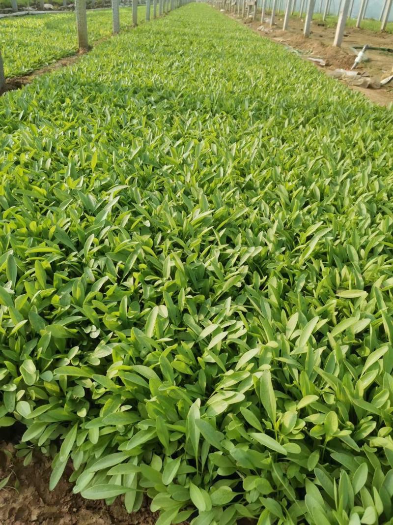 大花金鸡菊营养杯苗成活率高花农直销欢迎实地考察