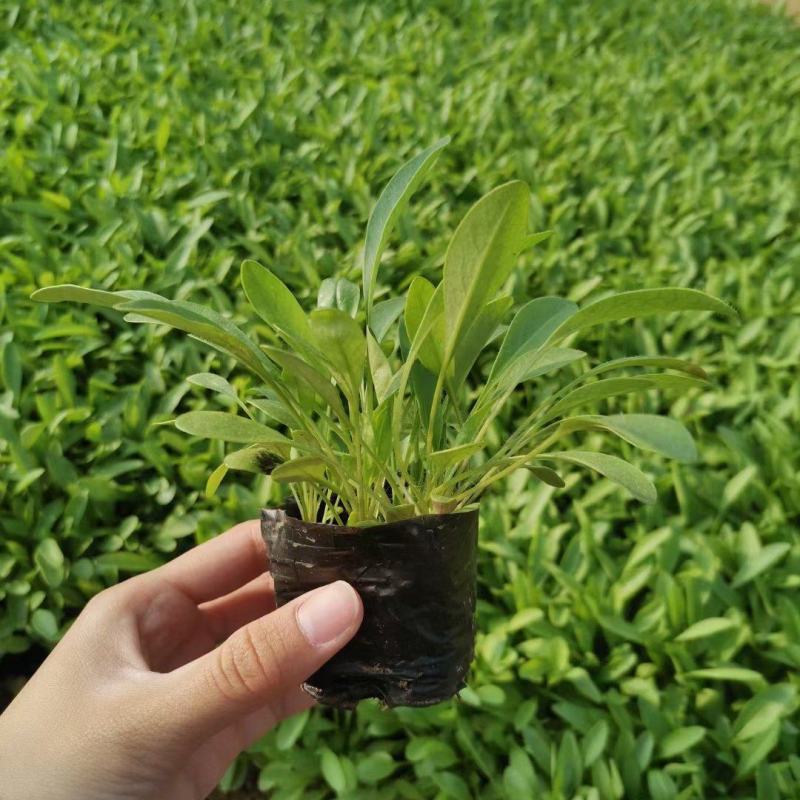 大花金鸡菊营养杯苗成活率高花农直销欢迎实地考察