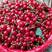 精品黑珍珠樱桃，果大品优！四川黑珍珠大量供应上市！！！！