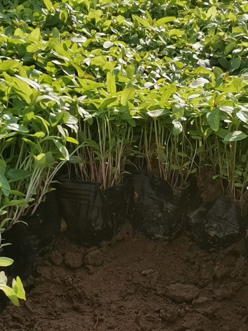营养杯千屈菜绿化用苗基地直供欢迎选购