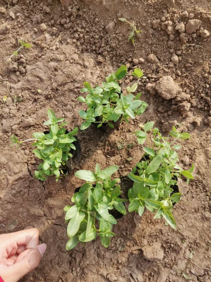 营养杯千屈菜绿化用苗基地直供欢迎选购