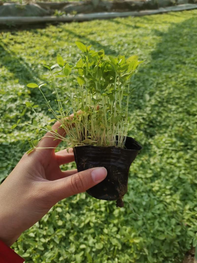 营养杯千屈菜绿化用苗基地直供欢迎选购