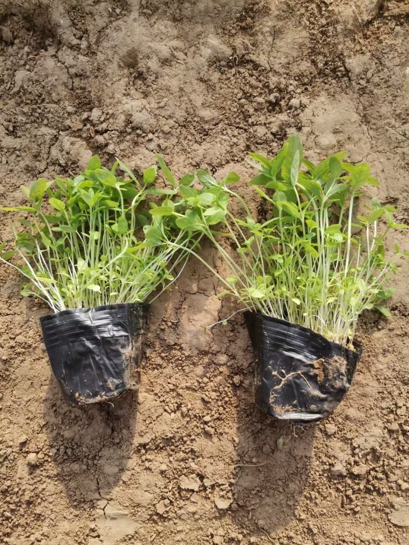 营养杯千屈菜绿化用苗基地直供欢迎选购