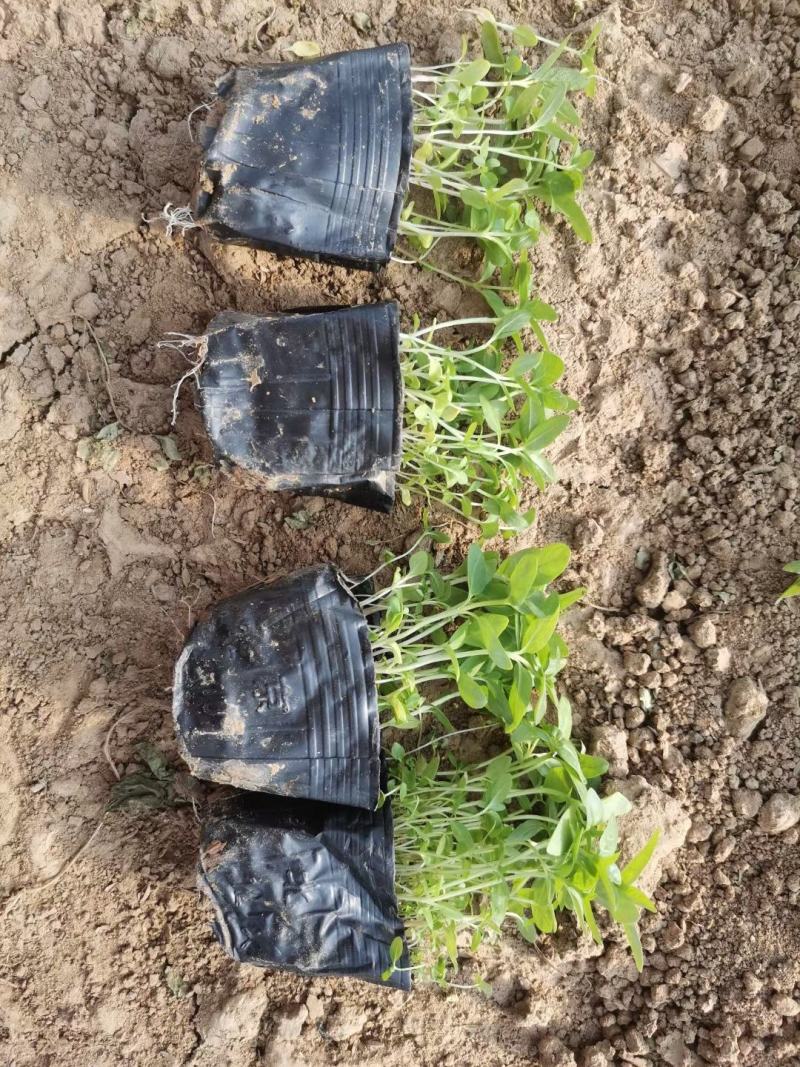 营养杯千屈菜绿化用苗基地直供欢迎选购