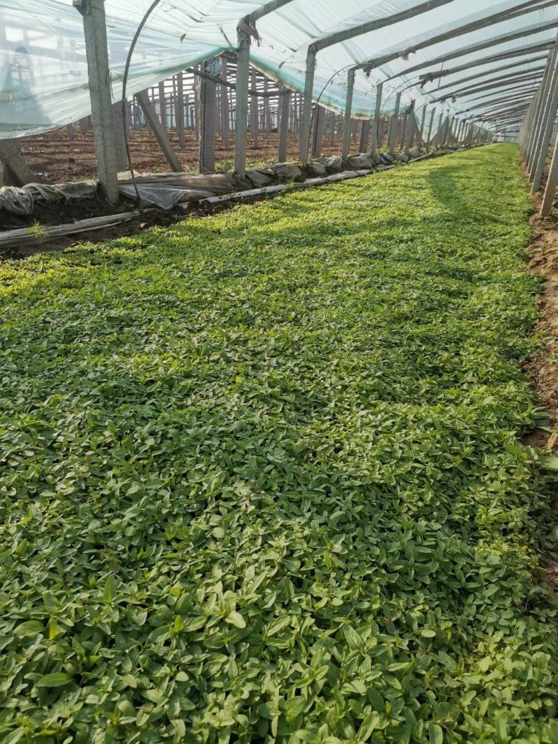 营养杯千屈菜绿化用苗基地直供欢迎选购