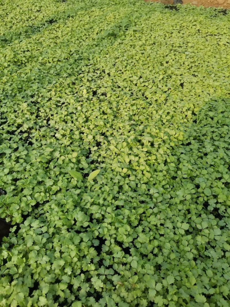 蛇莓基地直供一手货源欢迎实地考察质量保证