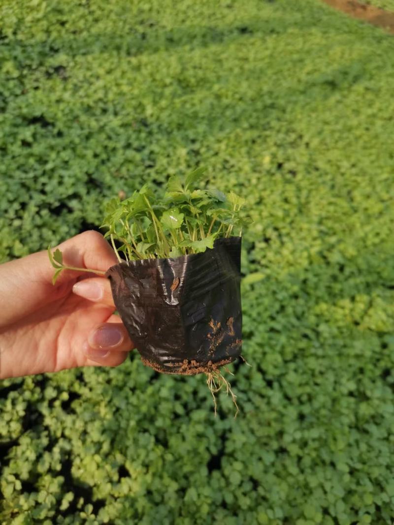 蛇莓基地直供一手货源欢迎实地考察质量保证