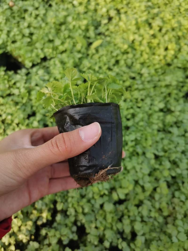 蛇莓基地直供一手货源欢迎实地考察质量保证