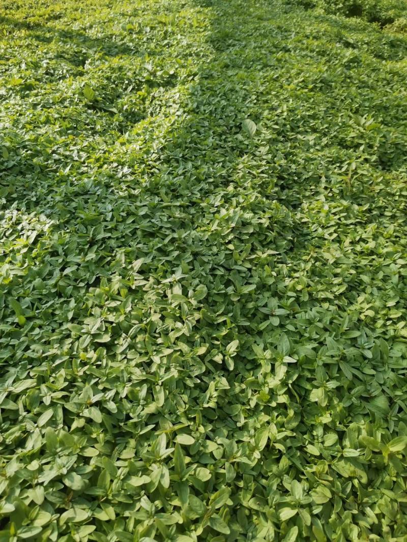 蛇莓基地直供一手货源欢迎实地考察质量保证