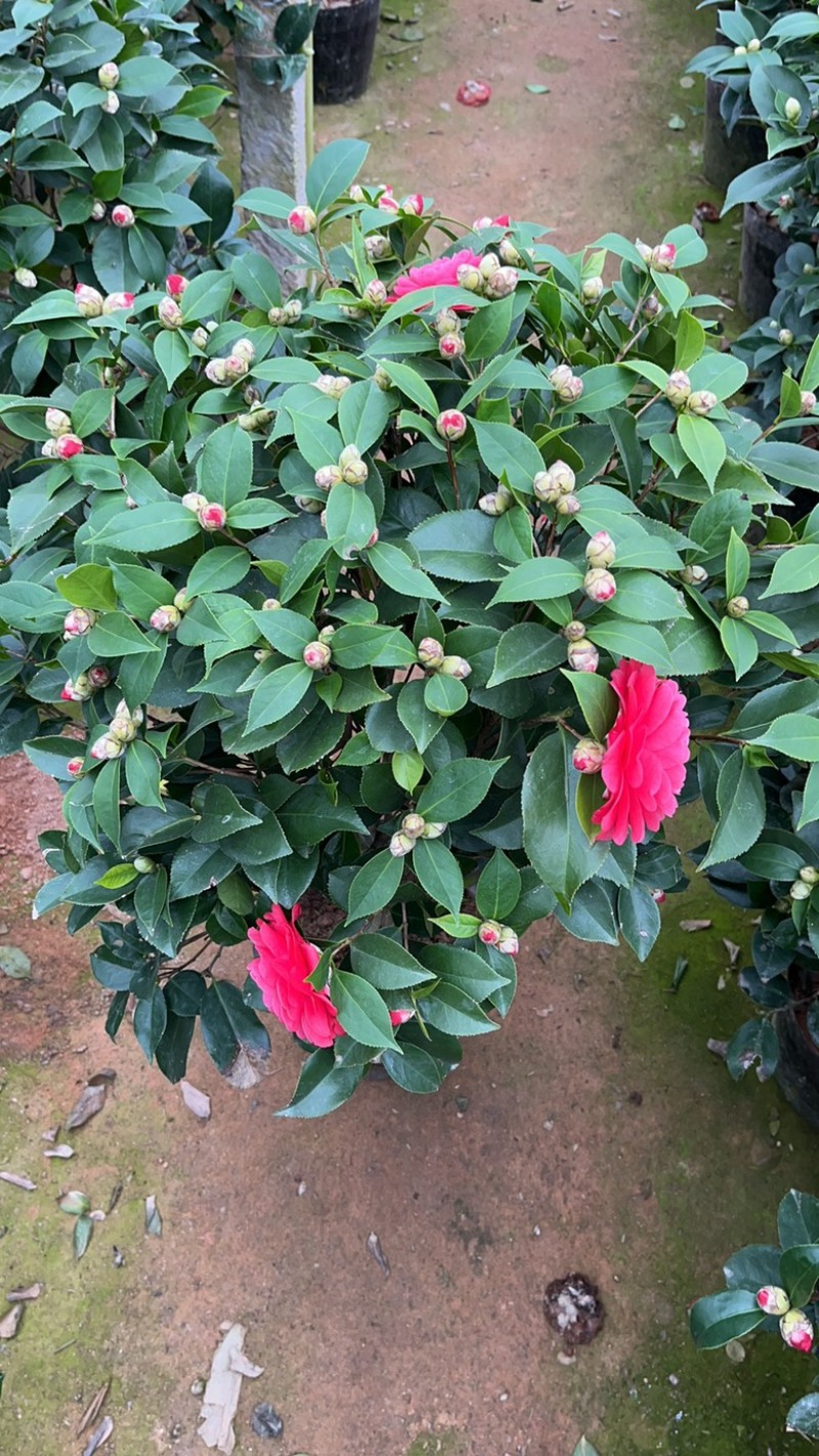 大小规格精品茶花18杯到26杯茶花小苗