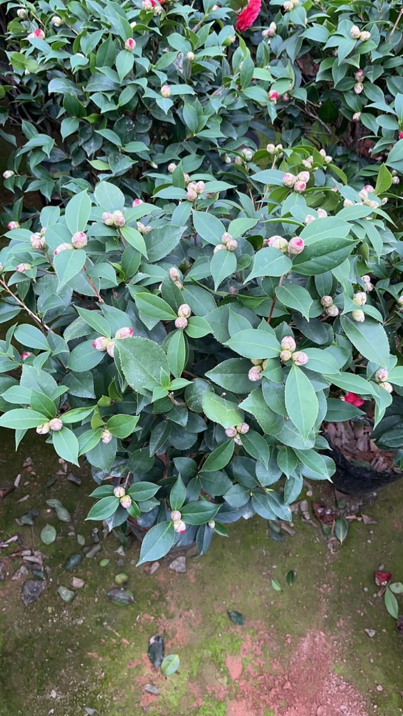 大小规格精品茶花18杯到26杯茶花小苗