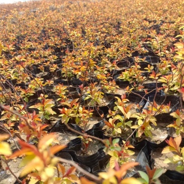 金焰绣线菊基地直发工程用苗质量保证欢迎实地考察