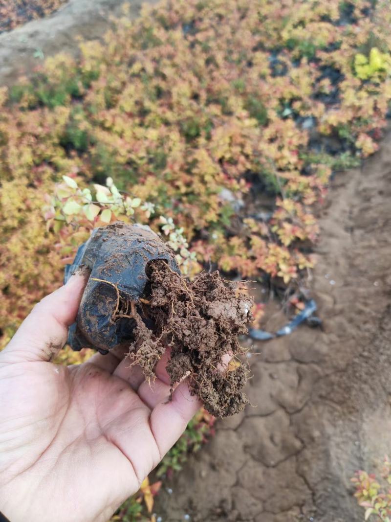 金焰绣线菊基地直发工程用苗质量保证欢迎实地考察