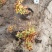 金焰绣线菊基地直发工程用苗质量保证欢迎实地考察