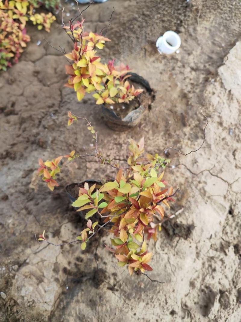 金焰绣线菊基地直发工程用苗质量保证欢迎实地考察
