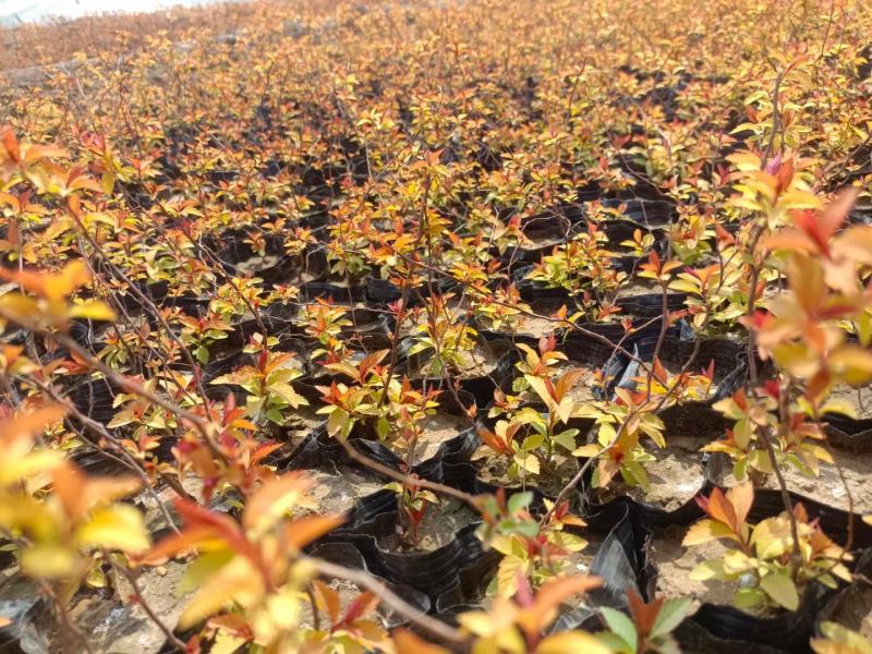 金焰绣线菊基地直发工程用苗质量保证欢迎实地考察