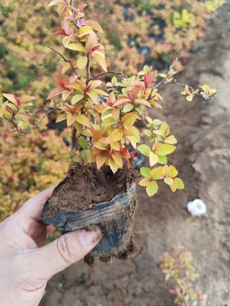 金焰绣线菊基地直发工程用苗质量保证欢迎实地考察