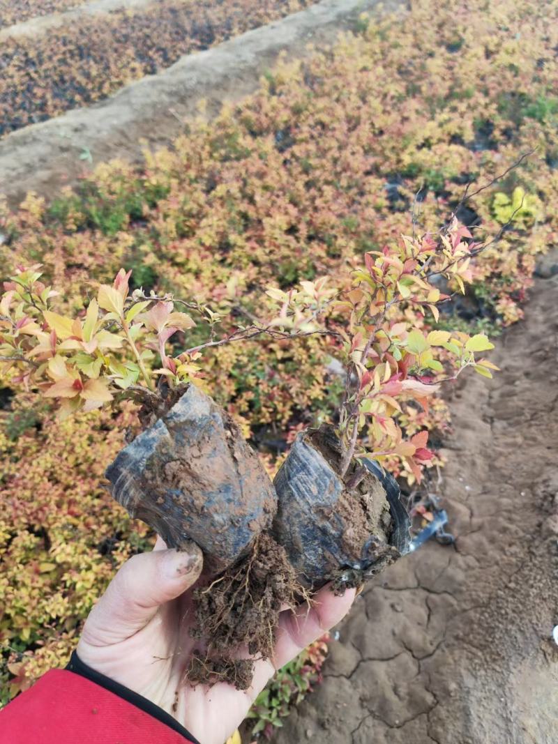 金焰绣线菊基地直发工程用苗质量保证欢迎实地考察