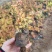 金焰绣线菊基地直发工程用苗质量保证欢迎实地考察