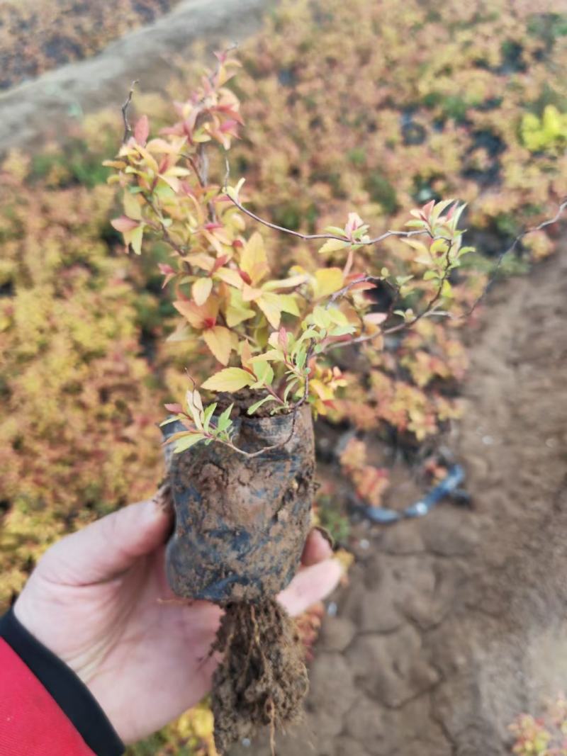 金焰绣线菊基地直发工程用苗质量保证欢迎实地考察
