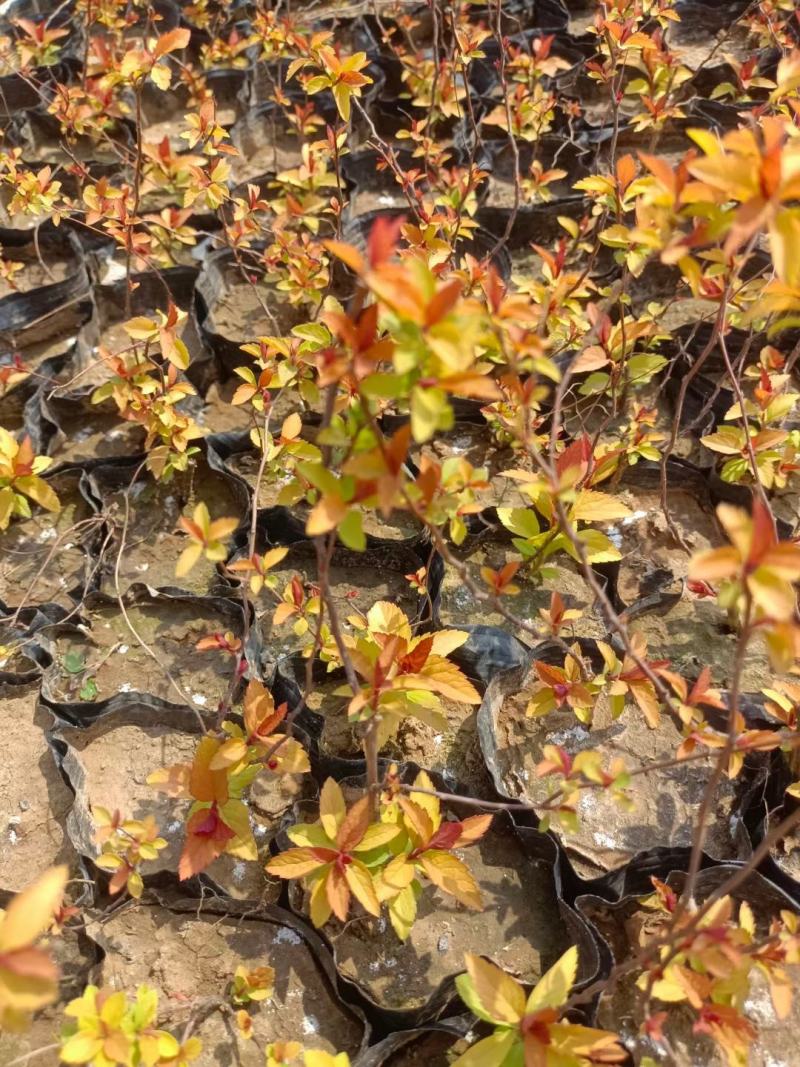 金焰绣线菊基地直发工程用苗质量保证欢迎实地考察