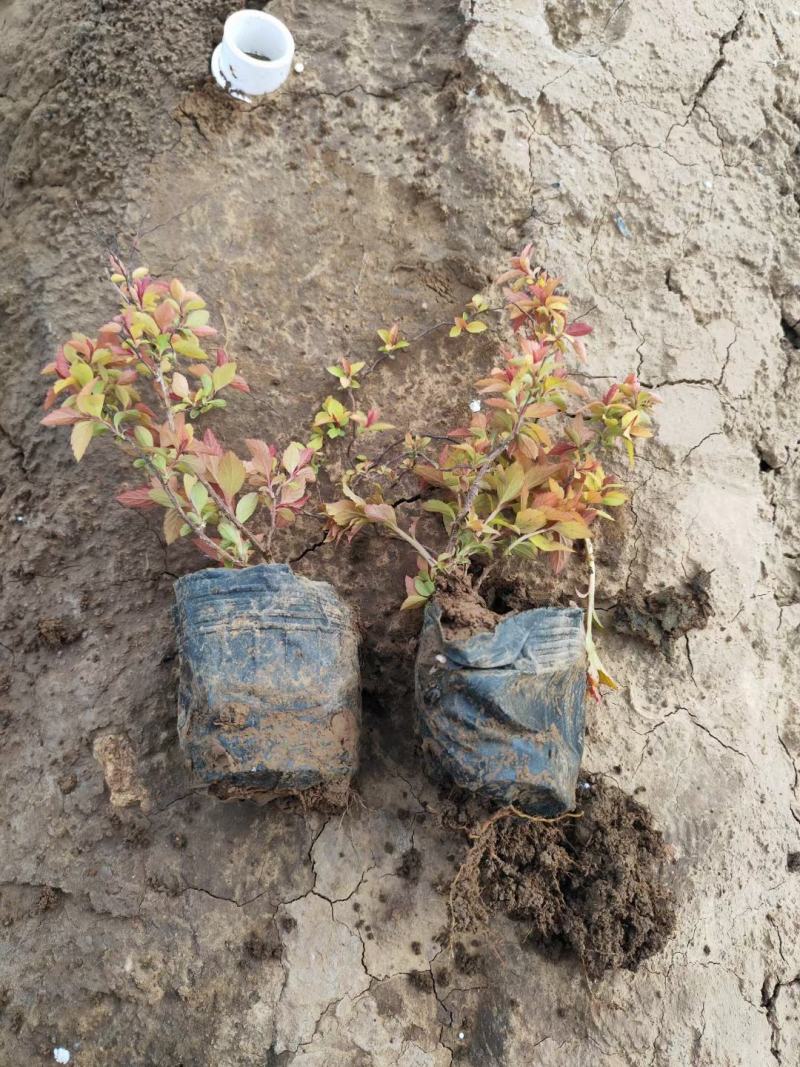 金焰绣线菊基地直发工程用苗质量保证欢迎实地考察