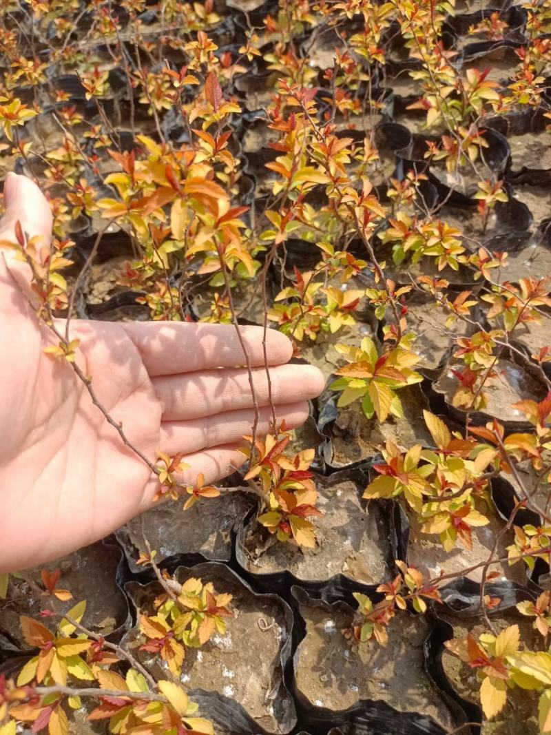 金焰绣线菊基地直发工程用苗质量保证欢迎实地考察