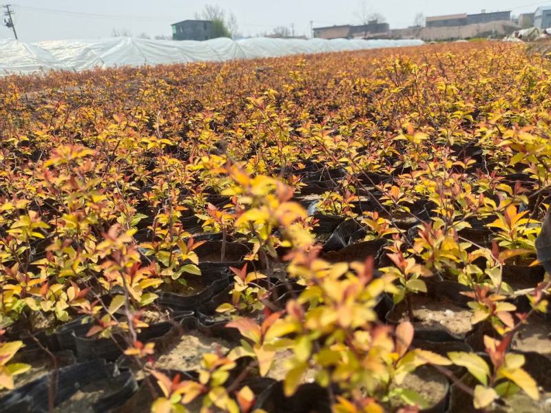 金焰绣线菊基地直发工程用苗质量保证欢迎实地考察