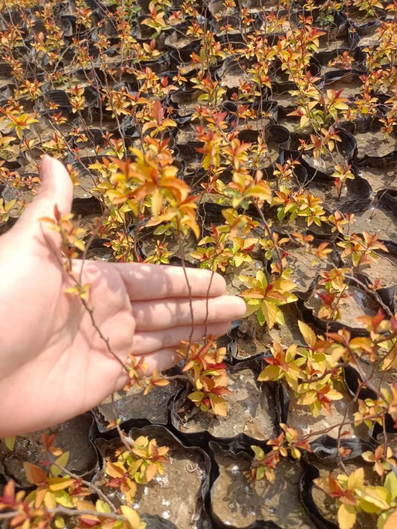 金焰绣线菊基地直发工程用苗质量保证欢迎实地考察