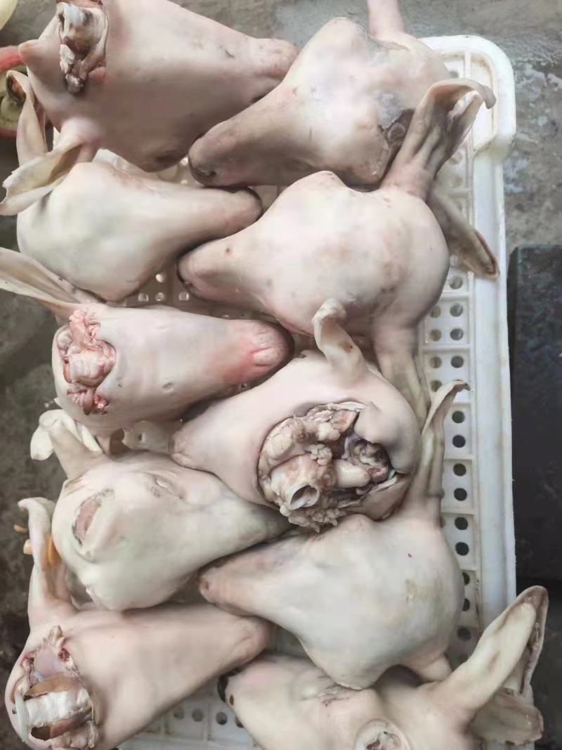 清真水褪育肥羊净头，加工干净无毛，支持全国发货。