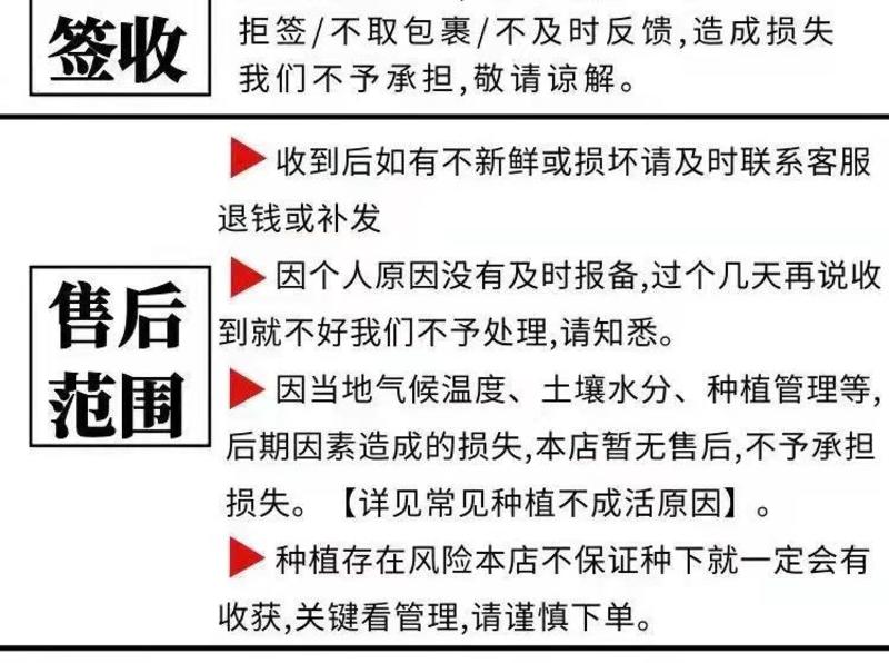 寿光市西瓜苗嫁接京欣8424苗金城龙卷风西农甜王苗