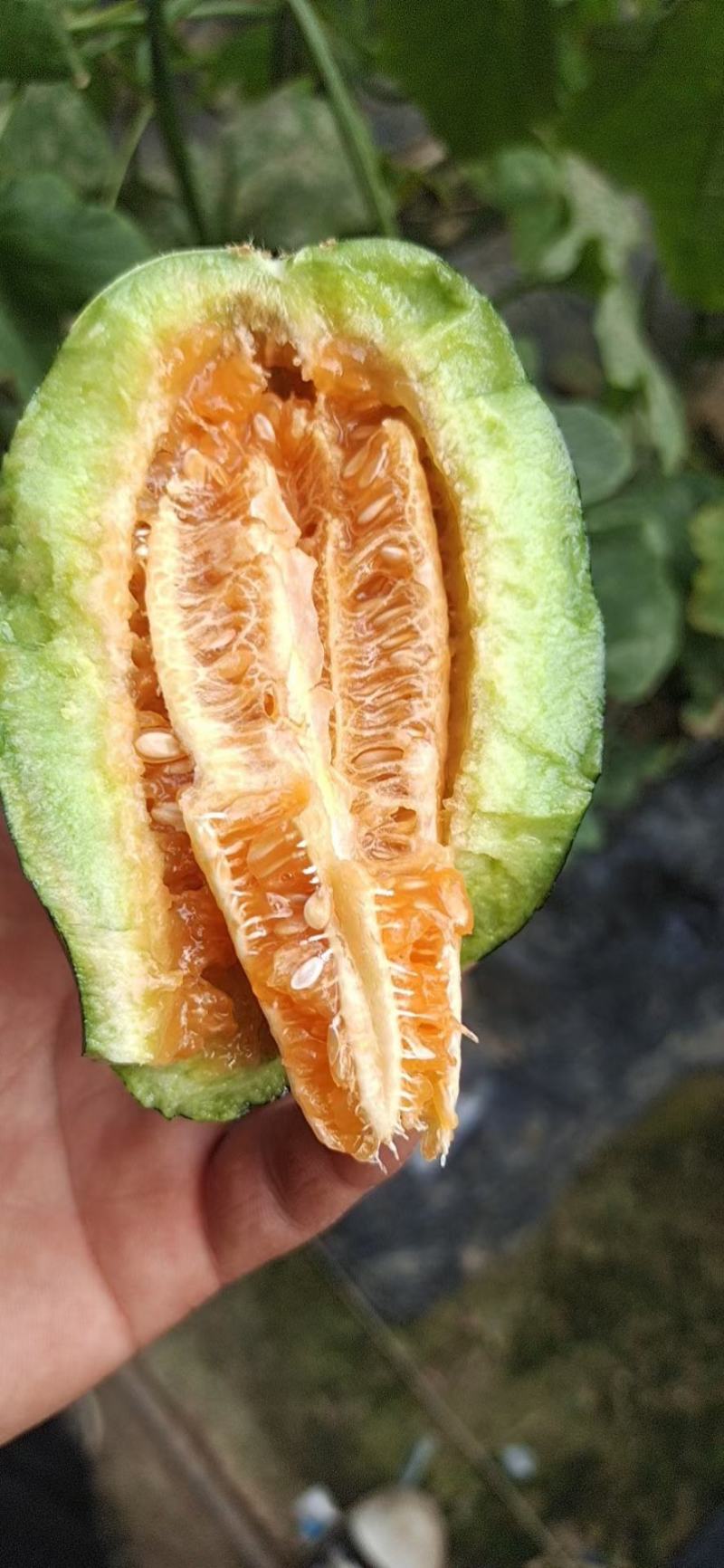 优质暖棚博洋九大量上市中