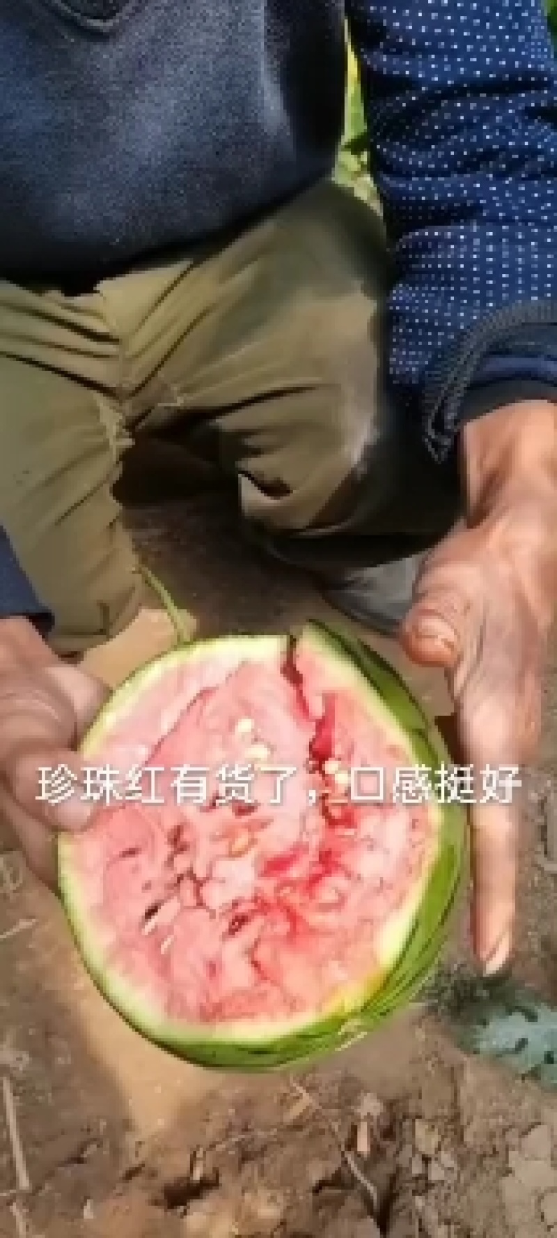 优质暖棚博洋九大量上市中