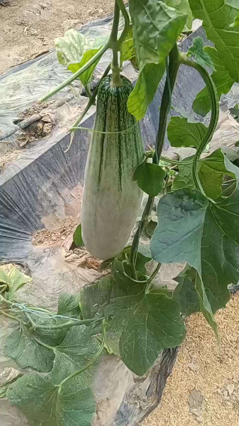 优质暖棚博洋九大量上市中