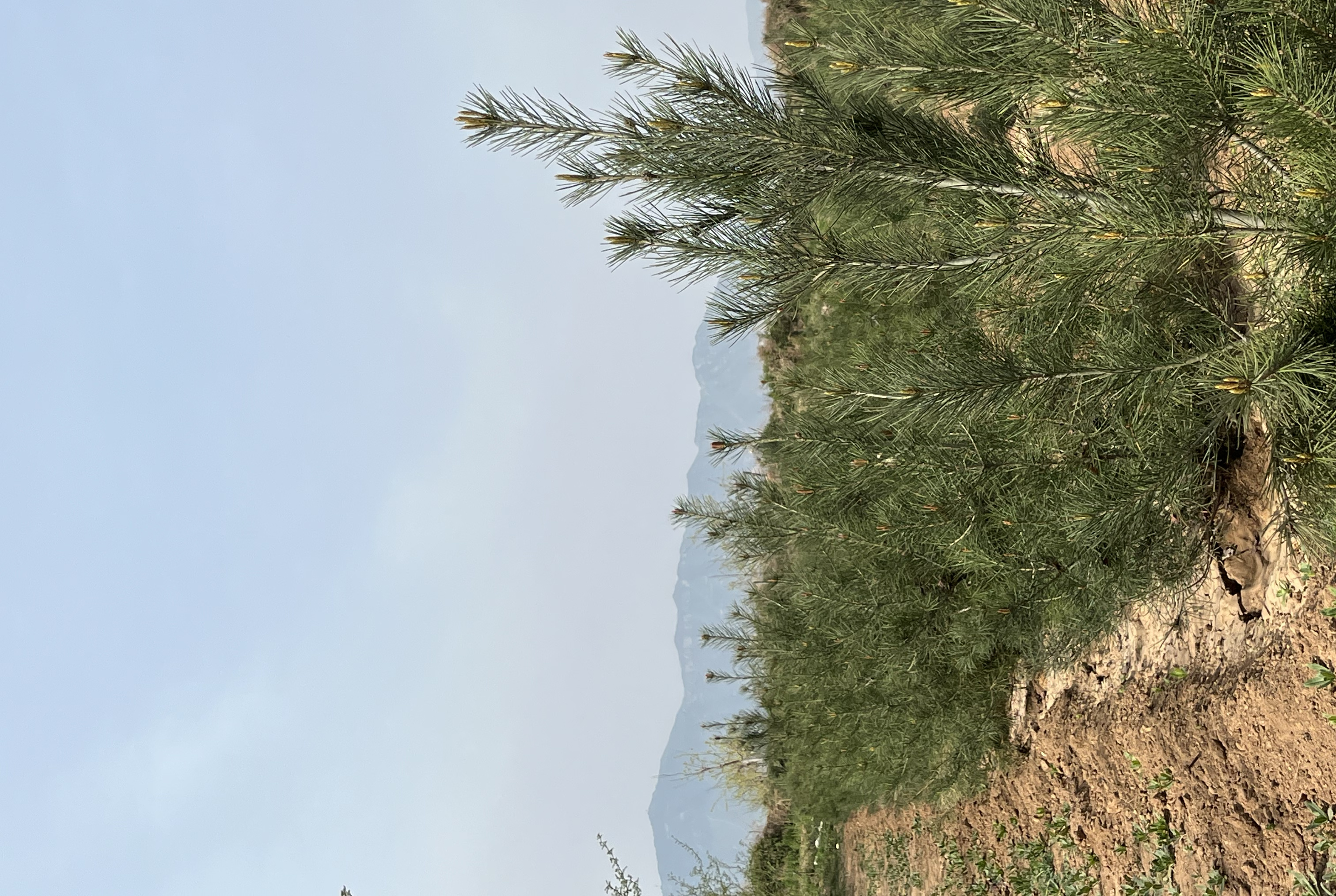 白皮松在冬季的景观