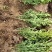 瓜子黄杨小叶黄杨工程苗基地直发欢迎实地考察质保