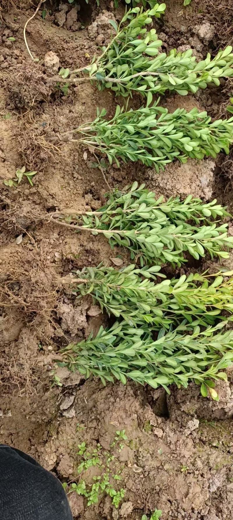 瓜子黄杨小叶黄杨工程苗基地直发欢迎实地考察质保