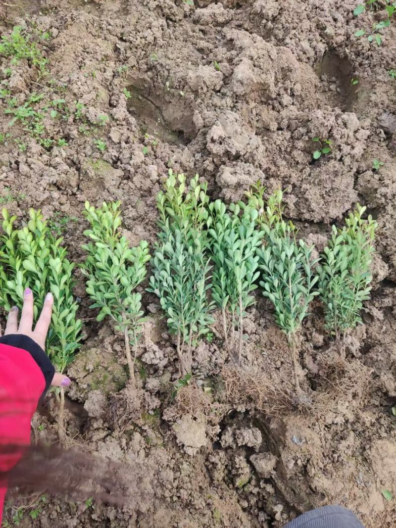 瓜子黄杨小叶黄杨工程苗基地直发欢迎实地考察质保