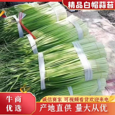 蒜薹：白帽蒜苔/干苔无泡水/产地直发/保质保量60~70