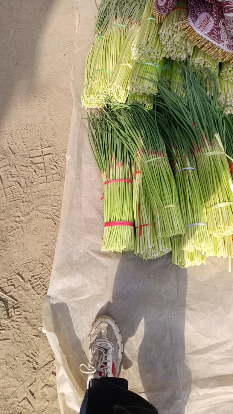 淮阳红帽蒜苔，干苔，大量供应，对接电商，商超，库存，全网